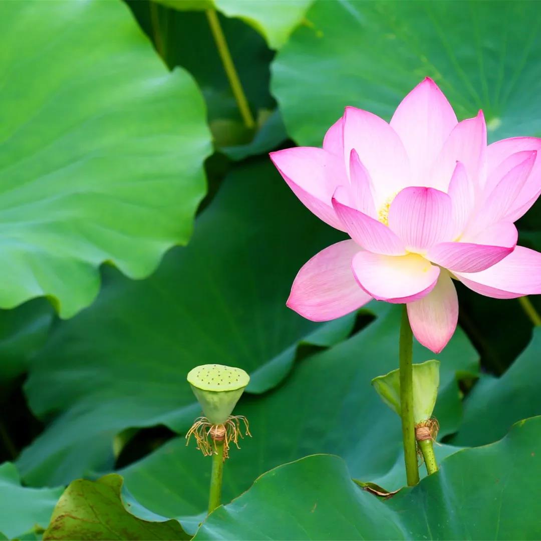 石头希迁禅师