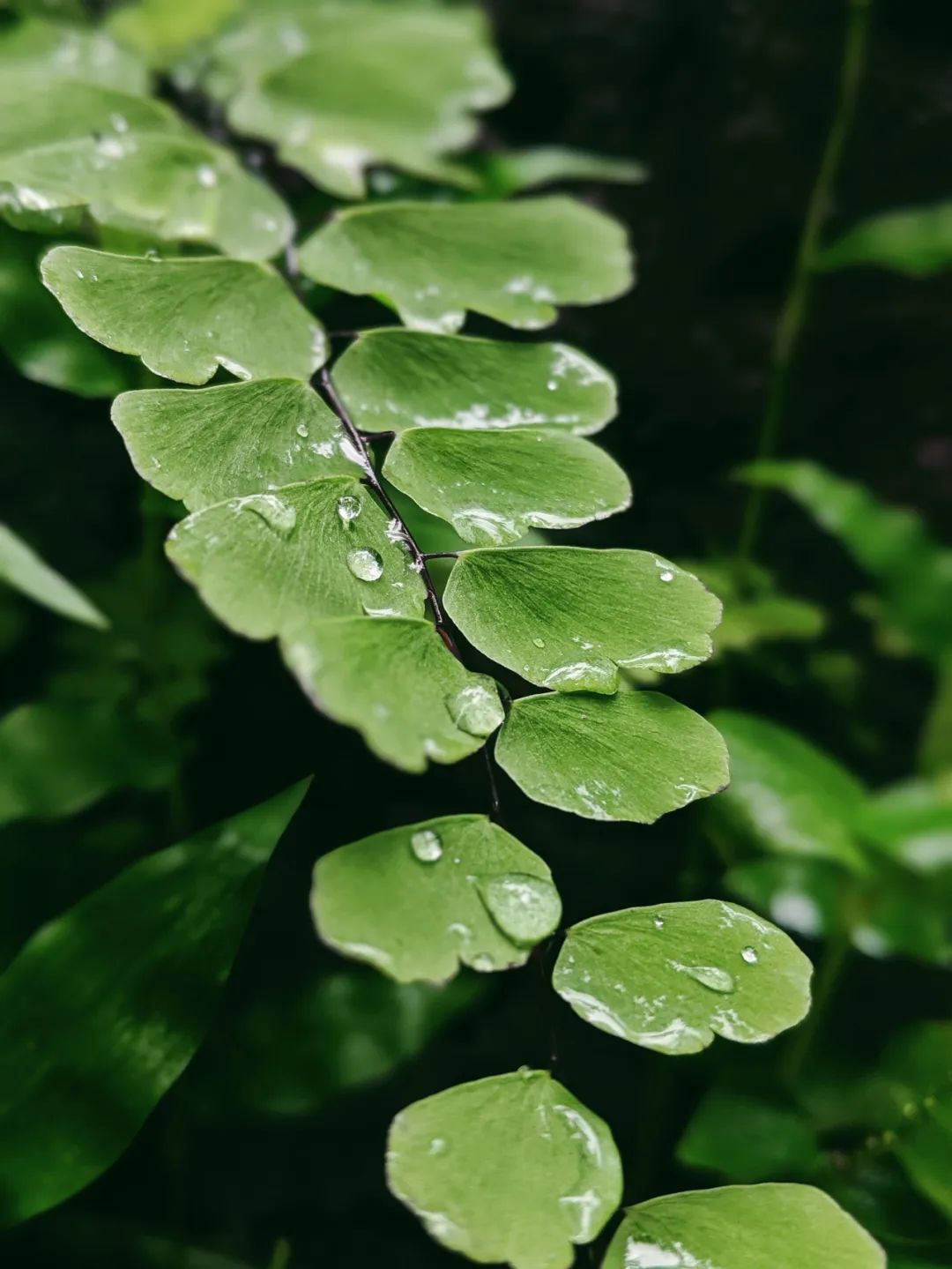 生命的终极超越——涅槃(1)