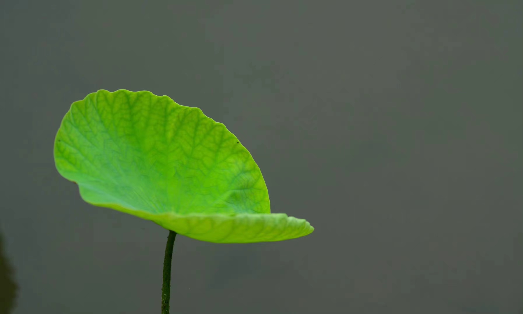 禅茶的养生功效