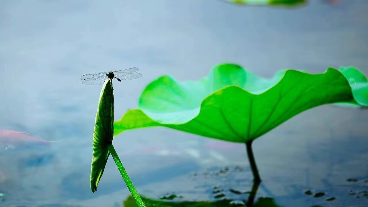 禅师法语--放生真正的意义