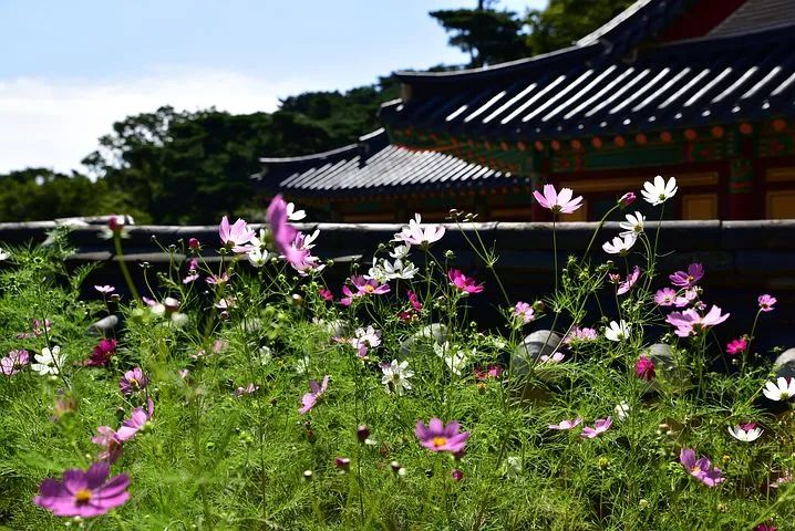 寺院外的小野花啊.jpg