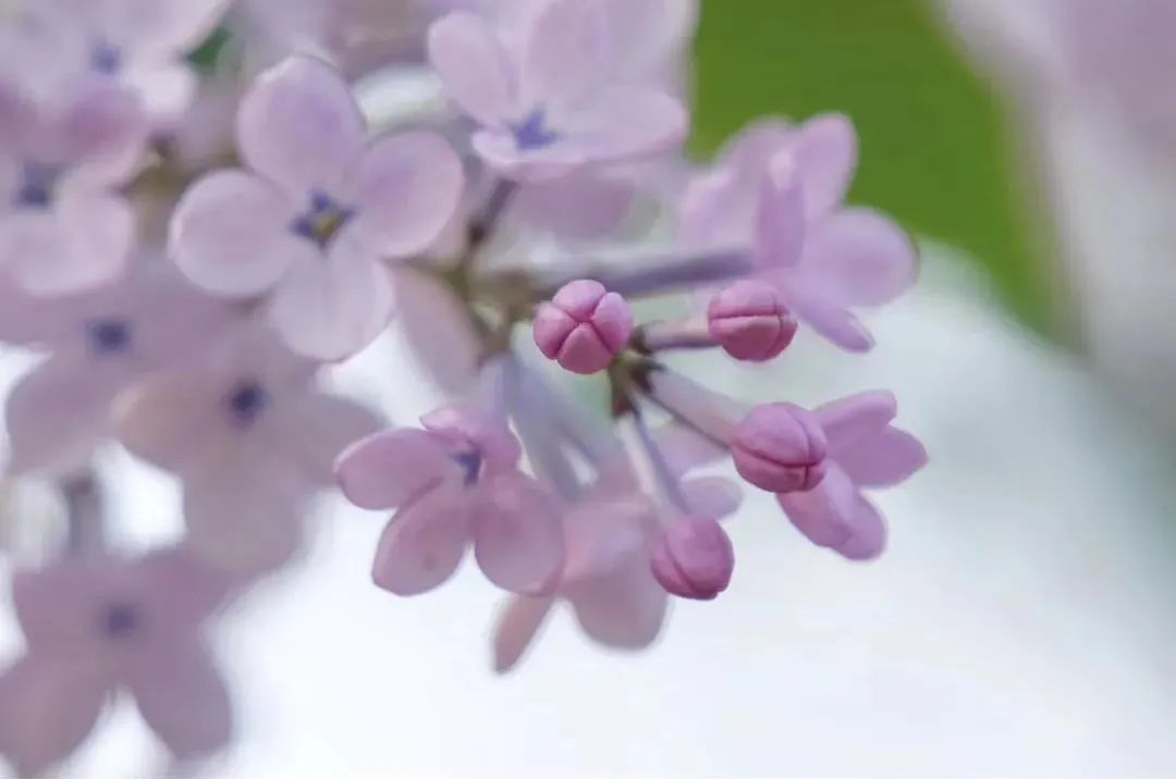 如何识破“境中花”